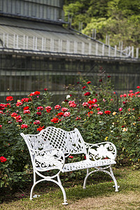 花园小区红玫瑰花园上的白椅子女王玫瑰礼物叶子植物群卡片树叶花束婚礼美丽背景