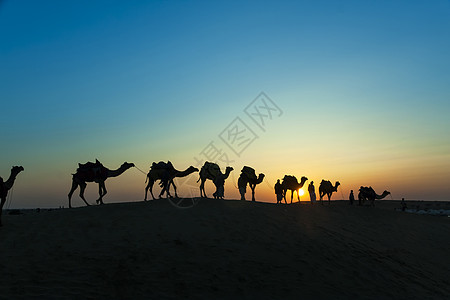 当地沙漠与骆驼一起走过Thar沙漠太阳阳光踪迹鼻子冒险金子男人戏剧性太阳光文化图片