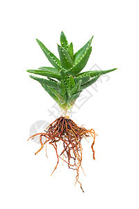 孤立的 Aloe vera化妆品果汁叶子沙漠身体花园植物凝胶护理蔬菜图片