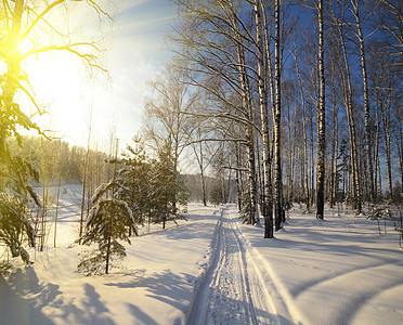 森林中的冬季路径小路远足天空场景森林太阳阳光树木松树雪花图片