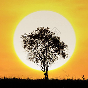 树后面的日落太阳光草地天空木头乡村国家阴影环境荒野风景图片