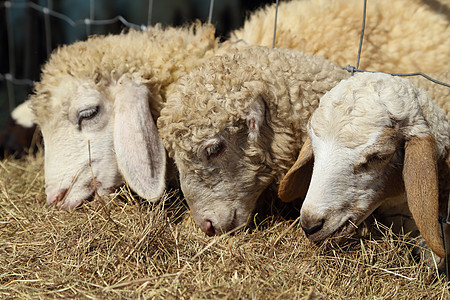 羊羊吃干草农村国家季节时间食物动物家庭哺乳动物羊肉青年图片