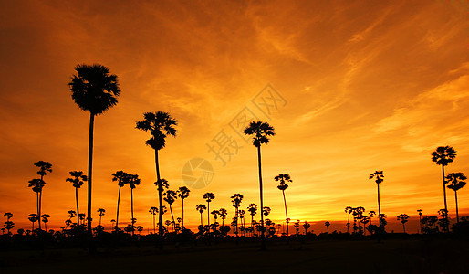 棕榈树的月光环境木头国家荒野天空草地阴影风景日落场地图片