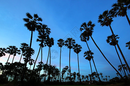 黄昏时棕榈树的圆影日落草地农村国家乡村风景荒野太阳太阳光孤独图片