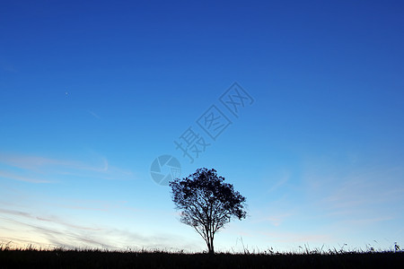 黄昏时孤单的树影阴影场地天空太阳草地农村木头风景日落荒野图片