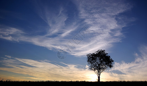 日落时孤单的树影木头太阳光农村场地草地国家环境乡村荒野太阳图片