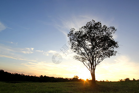 日落时孤单的树影乡村太阳光荒野阴影国家木头草地环境农村场地图片