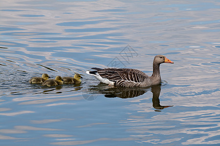 灰鹅动物小鹅蓝色灰色游泳孩子羽毛婴儿家庭鸭子图片