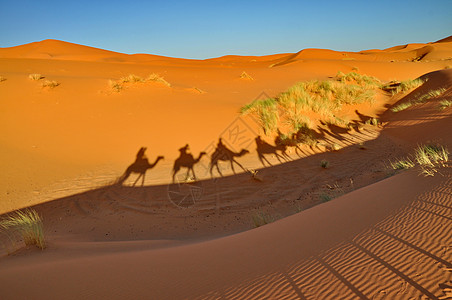 摩洛哥Merzouga沙漠骆驼的影子气候阴影假期橙子沙丘黄色旅游大篷车沙漠火车图片