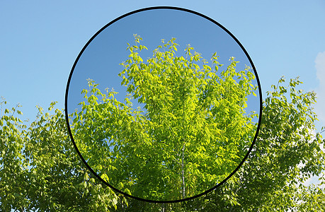 极分过滤器植被摄影技术偏光片天空绿色照片蓝色树叶图片