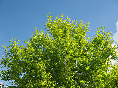 极分过滤器绿色蓝色偏光片摄影照片植被树叶天空技术图片