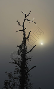 太阳升起时的树影图片