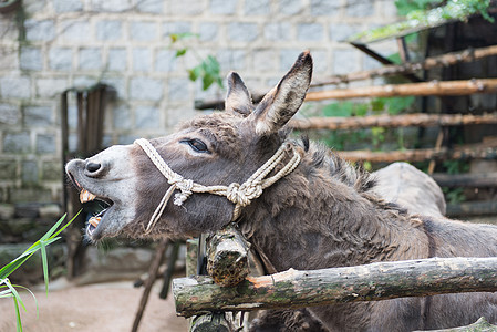 驴子骡子农场谷仓动物牙齿农村家畜栅栏宠物鼻子图片