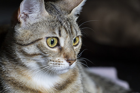 好奇 可爱的常见猫毛图片