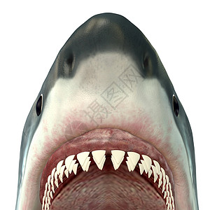 大白鲨鱼爪图片