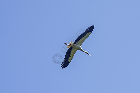 飞鹤迁移动物群蓝色航班空气野生动物分娩身体天空公园图片