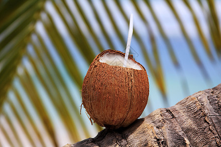 椰椰子热带食物坚果情调棕榈海滩可可生活营养叶子图片