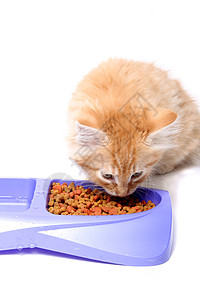 橙小猫吃时间早餐咀嚼晚饭橙子点点滴滴服务营养吃饭午餐图片