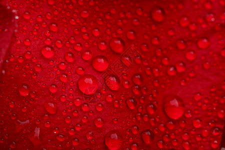 红玫瑰 多水滴绿色雨滴红色季节液体玫瑰热情宏观花瓣植物群图片