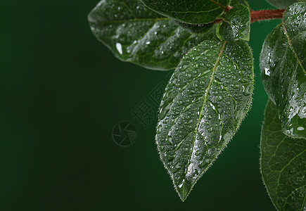 带水滴的新鲜叶子季节绿色宏观液体树叶环境植物学植物雨滴生态图片