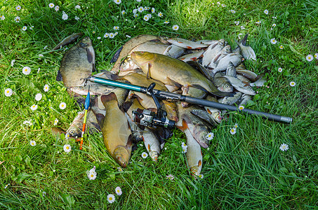 用棍子和漂浮的草地上渔获鱼群图片