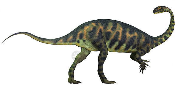 剖面图脊椎动物主题蜥脚类侏罗纪生物动物恐龙草食性食草灭绝图片