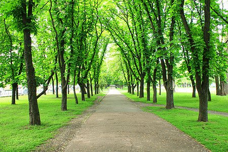 美丽的公园 有很多绿树清凉人行道绿色城市露天风景边界阴影娱乐树干图片