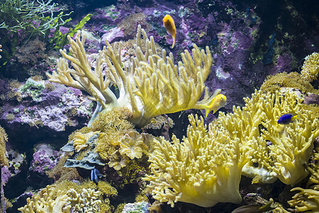 热带 有鱼类和珊瑚礁的海床图片