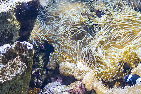 具有鱼类和珊瑚礁的生活珊瑚荒野海景动物水族馆异国海洋假期野生动物图片