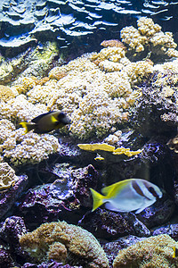 具有鱼类和珊瑚礁的潜水荒野野生动物动物环境日历生活热带蓝色阳光图片
