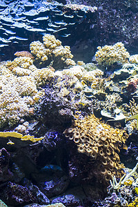 环境 有鱼类和珊瑚礁的海床图片