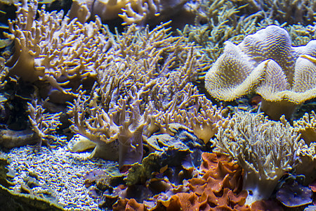 深海海底 有鱼类和珊瑚礁图片