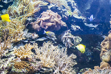 生态系统 有鱼类和珊瑚礁的海床图片