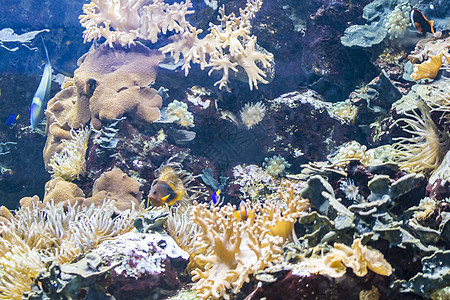 水下海床 有鱼类和珊瑚礁的海床图片