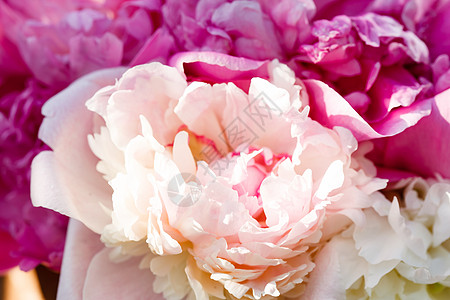 富足的一派胡言乱语生日婚礼艺术纪念日花束植物卡片玫瑰问候语奶油图片