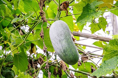 Wax 古腐壁球营养冬瓜生活饮食西瓜维生素生产农场花园图片