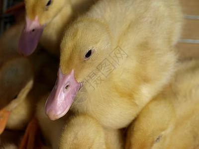 小黄鸭子棕色新生牧场小鸭子宠物假期家禽小鸡婴儿黄色图片