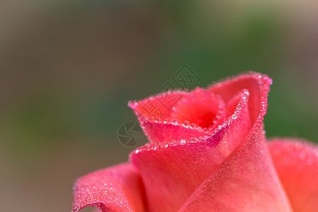 粉红玫瑰加水滴图片