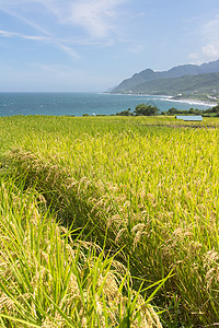靠近海洋的稻田田田地农场蓝色农村收成农田国家粮食季节风景土地农业图片