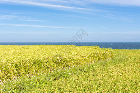 靠近海洋的稻田田田地农场生长天空农村植物风景国家蓝色牧歌环境粮食图片