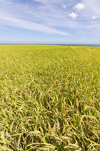 靠近海洋的稻田田田地农场植物农村国家季节新社粮食蓝色收成牧歌谷物图片