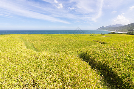 靠近海洋的稻田田田地农场风景新社场景国家牧歌农村天空谷物食物季节图片