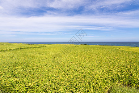 靠近海洋的稻田田田地农场粮食环境食物牧歌蓝色场地国家天空阳台生长图片