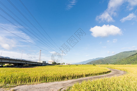 稻田景观农场食物风景季节蓝色生长场景收成农村天空图片