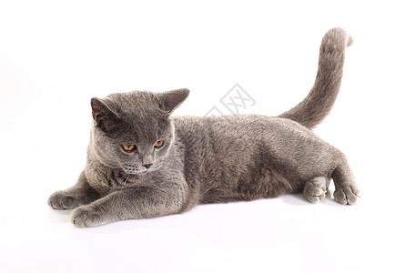 英国蓝猫小猫猫科橙子晶须灰色猫咪头发毛皮动物眼睛图片