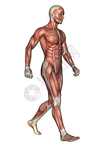 男性解剖图药品身体科学卫生运动数字二头肌男人躯干白色图片