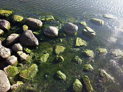 海滩上岩石上的海草鹅卵石海洋海岸游泳巨石生长码头波纹水池石头图片