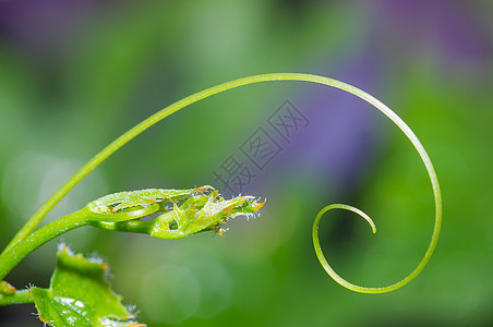 千支葫芦线圈蔬菜螺旋球菌宏观白色叶子植物植物学图片