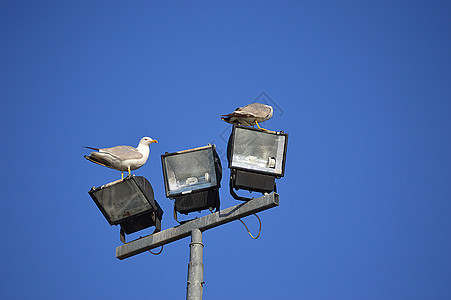 灯笼上两只饥饿的海鸥图片