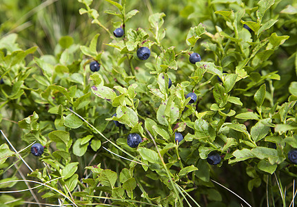 蓝莓树丛蓝色生长叶子茶点荒野矿物食物树木植物衬套图片